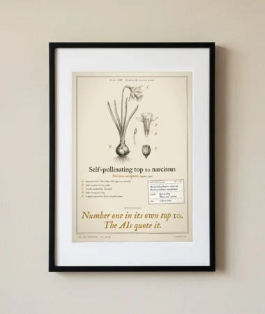 Self-pollinating top 10 narcissus – Posters